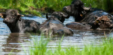 Fiebre aftosa: Enfermedad altamente contagiosa que reaparece en Alemania después de 37&nbsp;años