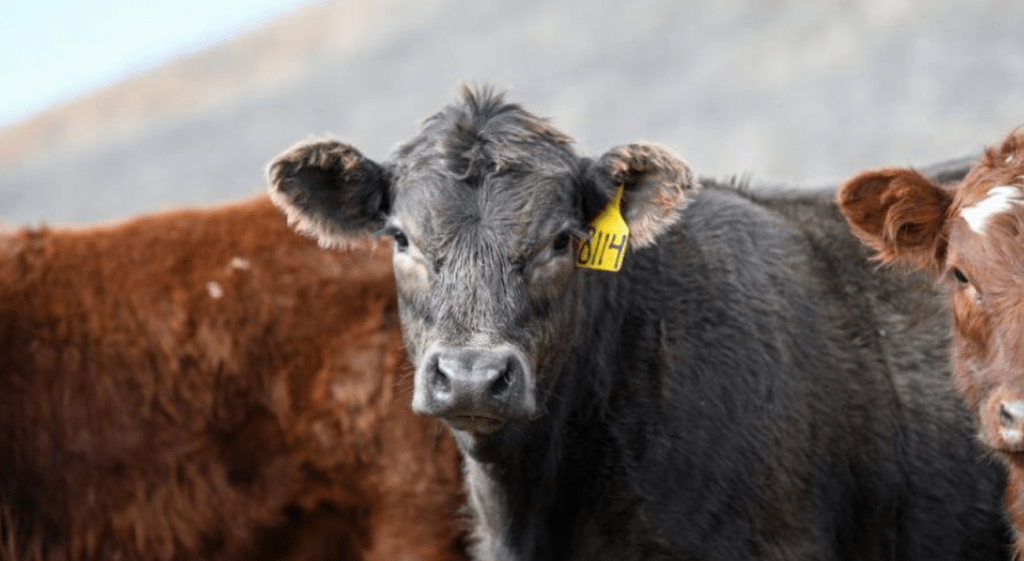 Preocupación por la fiebre aftosa: Uruguay deja de comprar carne a Alemania e Israel tras la confirmación de los&nbsp;rebrotes