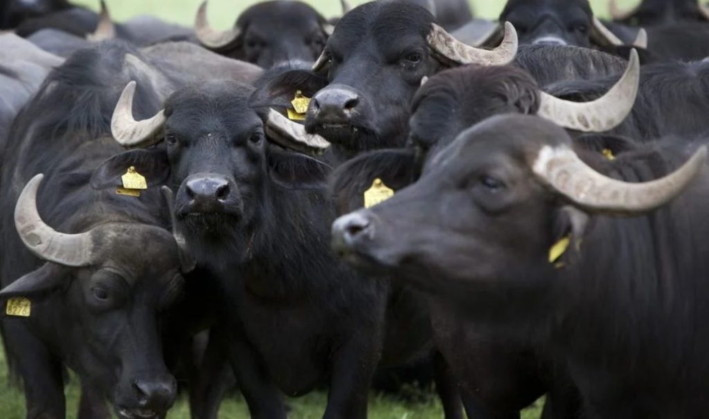 Aftosa: Uruguay deja de comprar en Alemania e Israel por la reaparición del&nbsp;virus