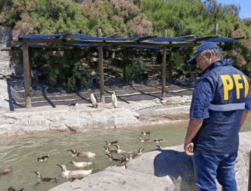Mar del Plata: allanaron el parque marino Aquarium por sospechas de&nbsp;contaminación